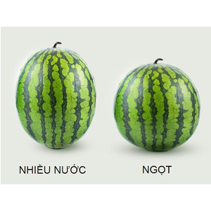 Cách chọn mẹo chọn dưa hấu, kinh nghiệm chọn dưa hấu ngọt tươi ngon