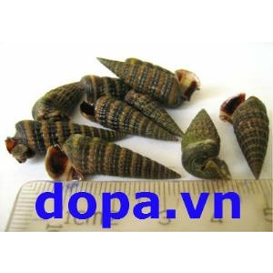 Cách Diệt Ốc Đinh Ao Nuôi Tôm Cá