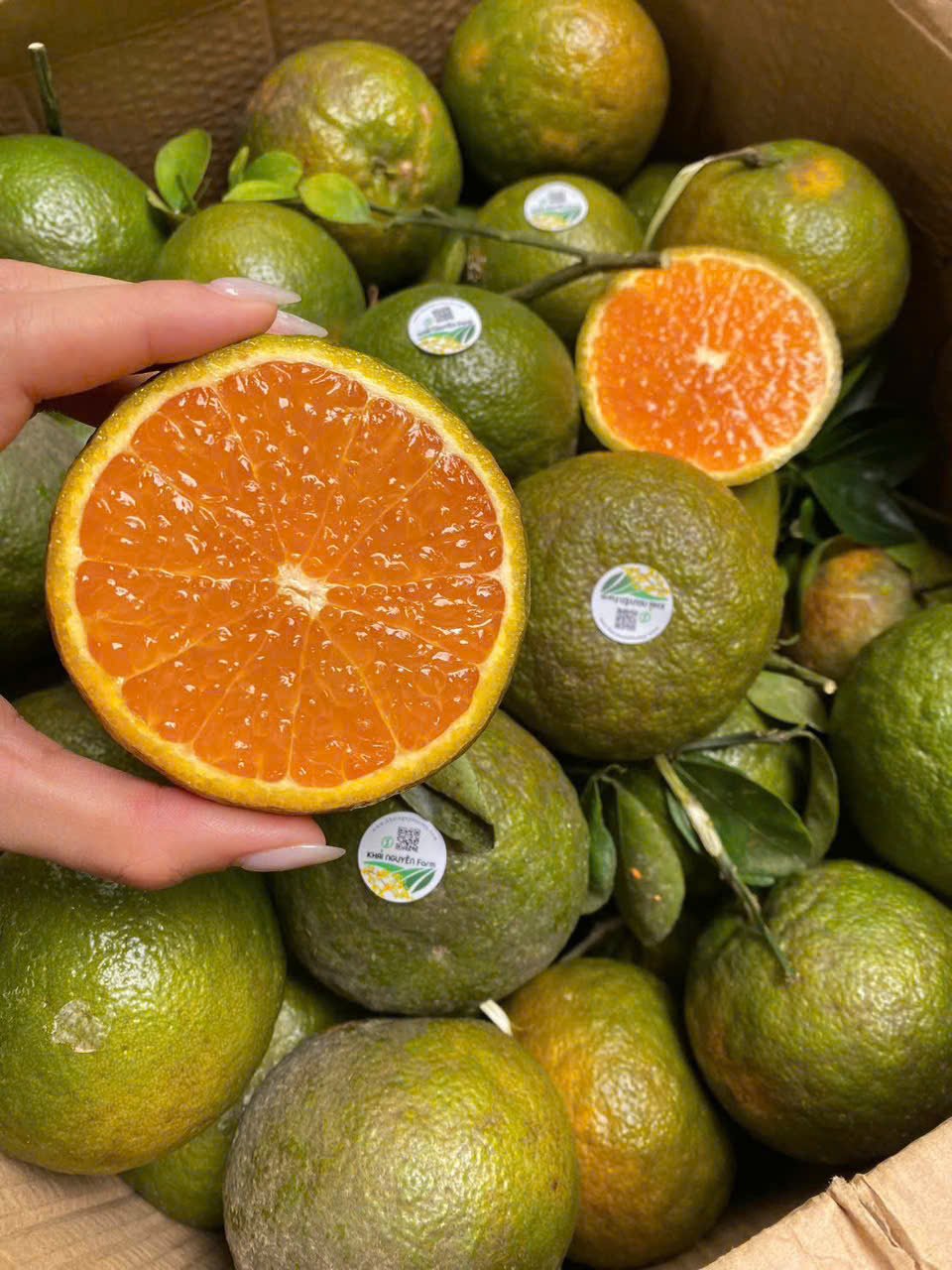 Cam sành hiếu liêm hữu cơ