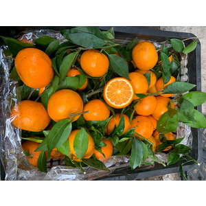 Cam đường ôn châu