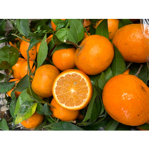 Cam đường ôn châu