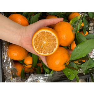 Cam đường ôn châu