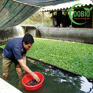 CÁCH KHẮC PHỤC VÀ ĐIỀU TRỊ MÒN VỎ, SƯNG VÒI TRÊN ỐC NHỒI, ỐC BƯƠU ĐEN