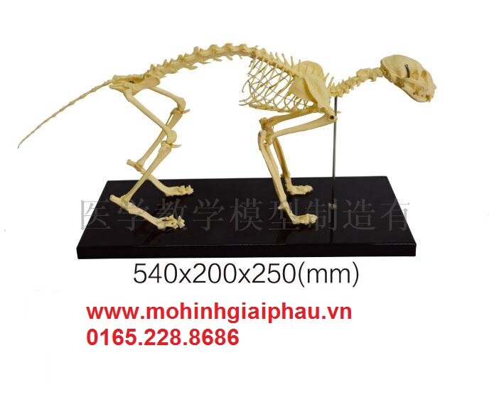 Mô hình xương mèo