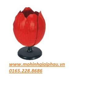 Mô hình cấu tạo hoa tulip