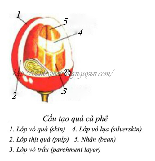 Cấu tạo quả cà phê