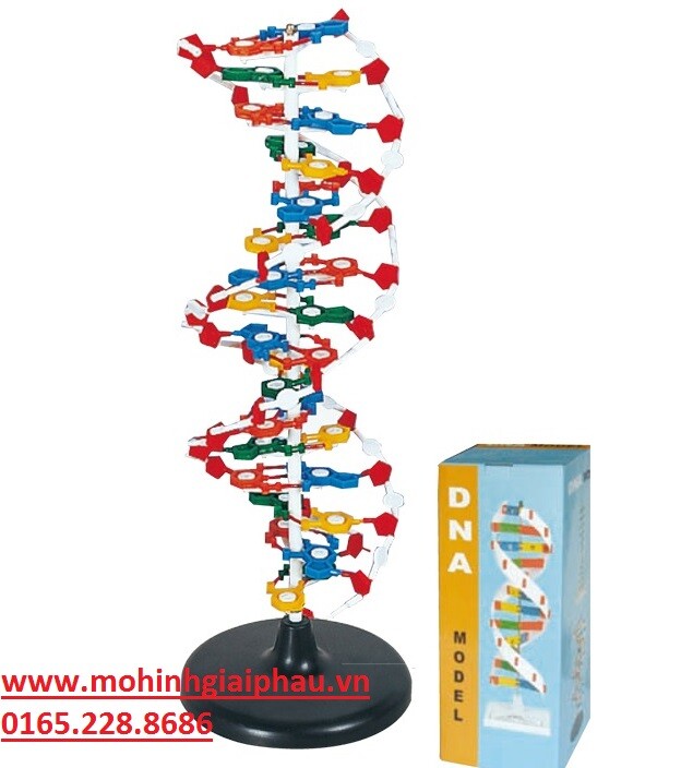 Gấp hình ADN bằng giấy Yêu cầu Không lấy ảnh mạng câu hỏi 3000778   hoidap247com