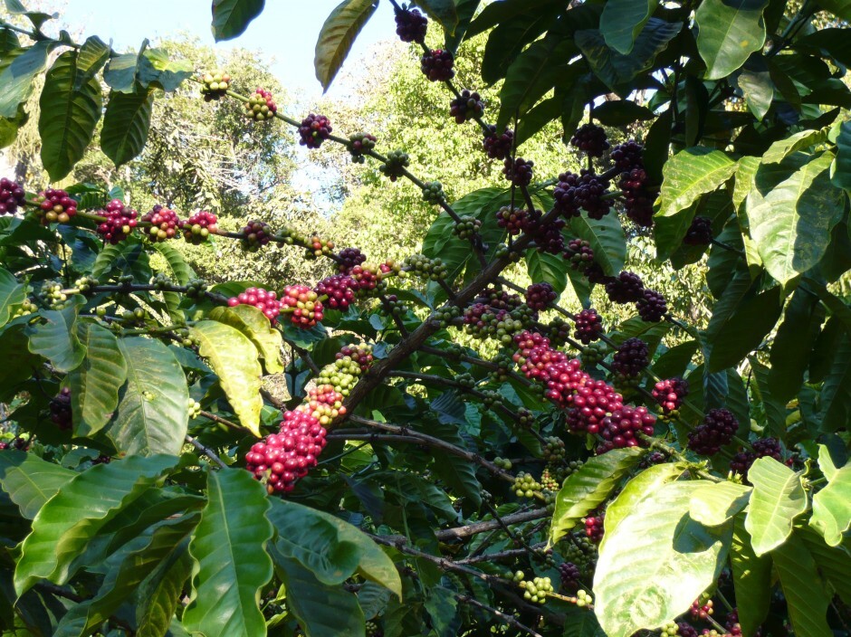 cây cà phê robusta