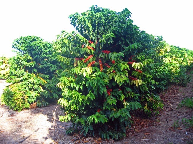 cây cà phê arabica