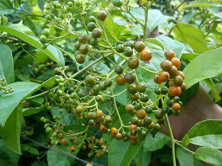 Trà tam thất xạ đen | Công dụng trà tam thất xạ đen
