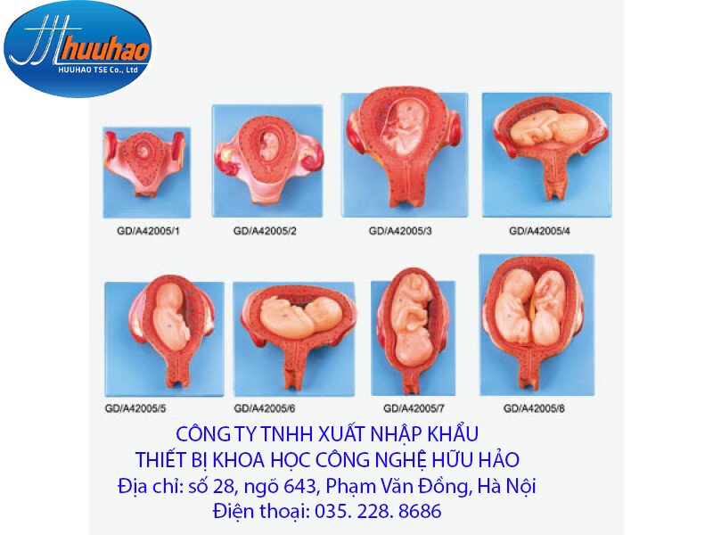 Mô hình các giai đoạn phát triển của thai nhi