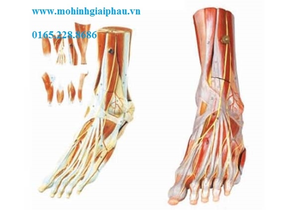 Mô hình cơ bàn chân với mạch máu và dây thần kinh