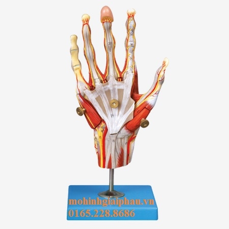 Mô hình cơ bàn tay với mạch máu và dây thần kinh