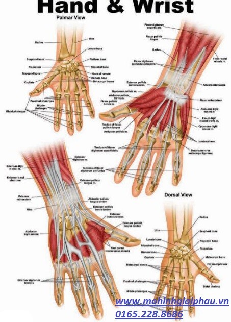 Tranh giải phẫu cơ tay và xương tay