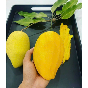 XOÀI CÁT HÒA LỘC Ủ CHÍN VIETGAP