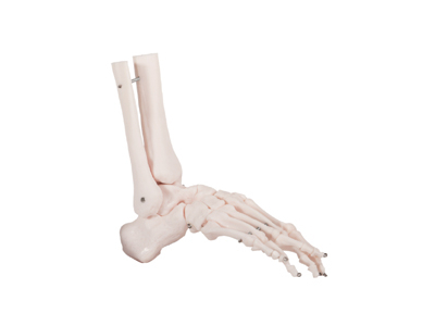 Mô hình khớp ngón chân