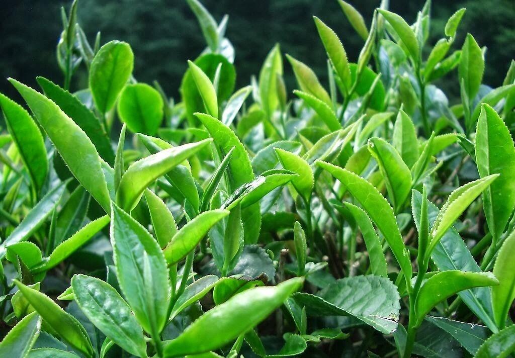 Tra nhai kim anh, che kim anh tui loc, che kim anh huong nhai, gia che kim anh, tra kim anh, tra kim anh huong nhai