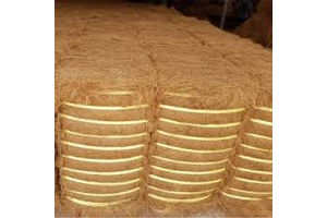 CHỈ XƠ DỪA