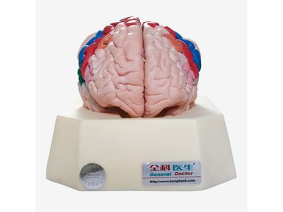 Mô hình chức năng của vỏ não