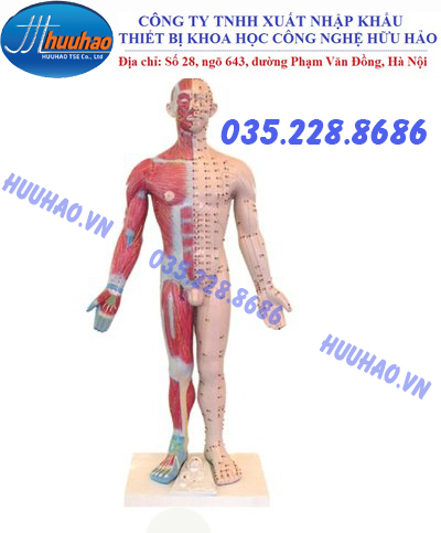 Mô hình huyệt vị và cơ trên cơ thể người cao 178 cm