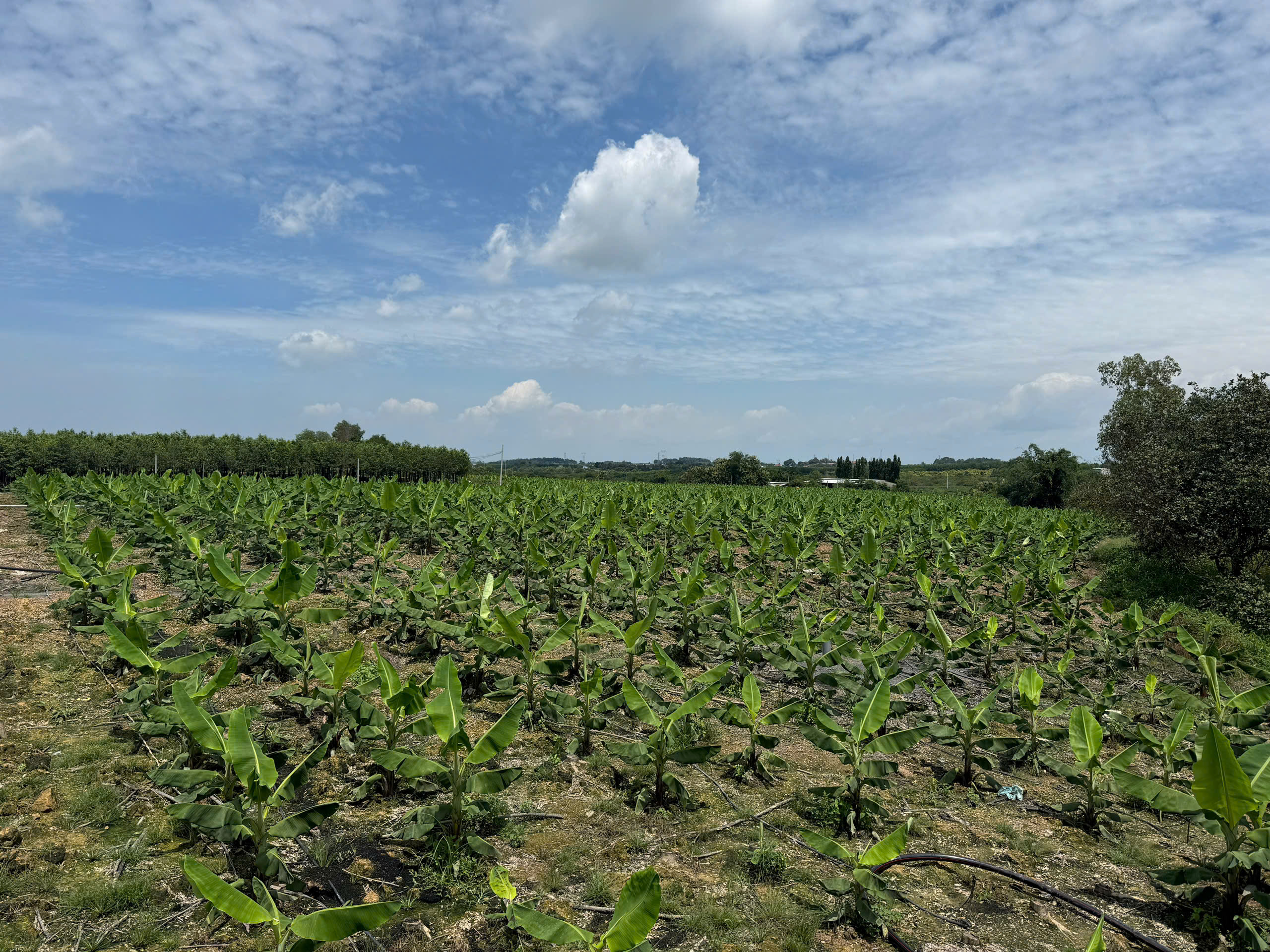 Vườn chuối xanh tốt nhờ nguồn nước sau xử lý đạt chuẩn