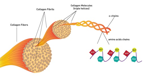 Cơ chế hoạt động của Collagen