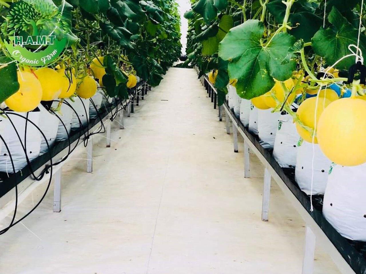 Công Ty Taco Green Hình 10