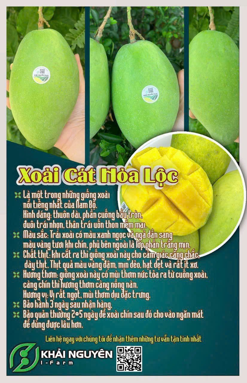 XOÀI CÁT HÒA LỘC VIETGAP