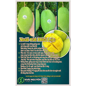 XOÀI CÁT HÒA LỘC VIETGAP
