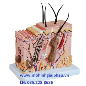 Mô hình da phóng đại 70 lần