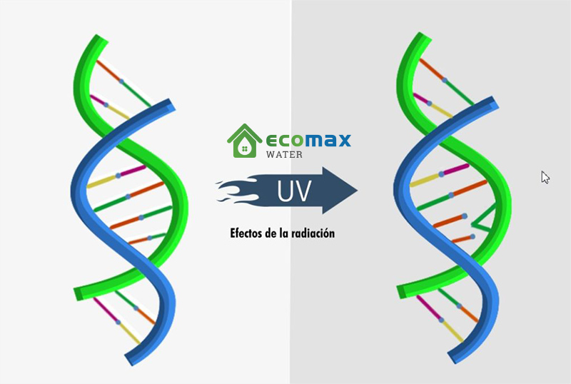 Đèn UV phá vỡ các liên kết DNA, RNA và protein khiến vi khuẩn không sinh sản được