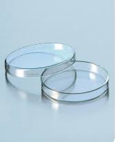 Đĩa pitri thủy tinh