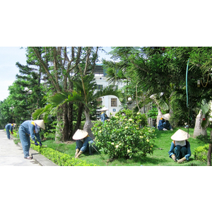 Dịch Vụ vệ sinh cảnh quang, chăm sóc Cây Cảnh