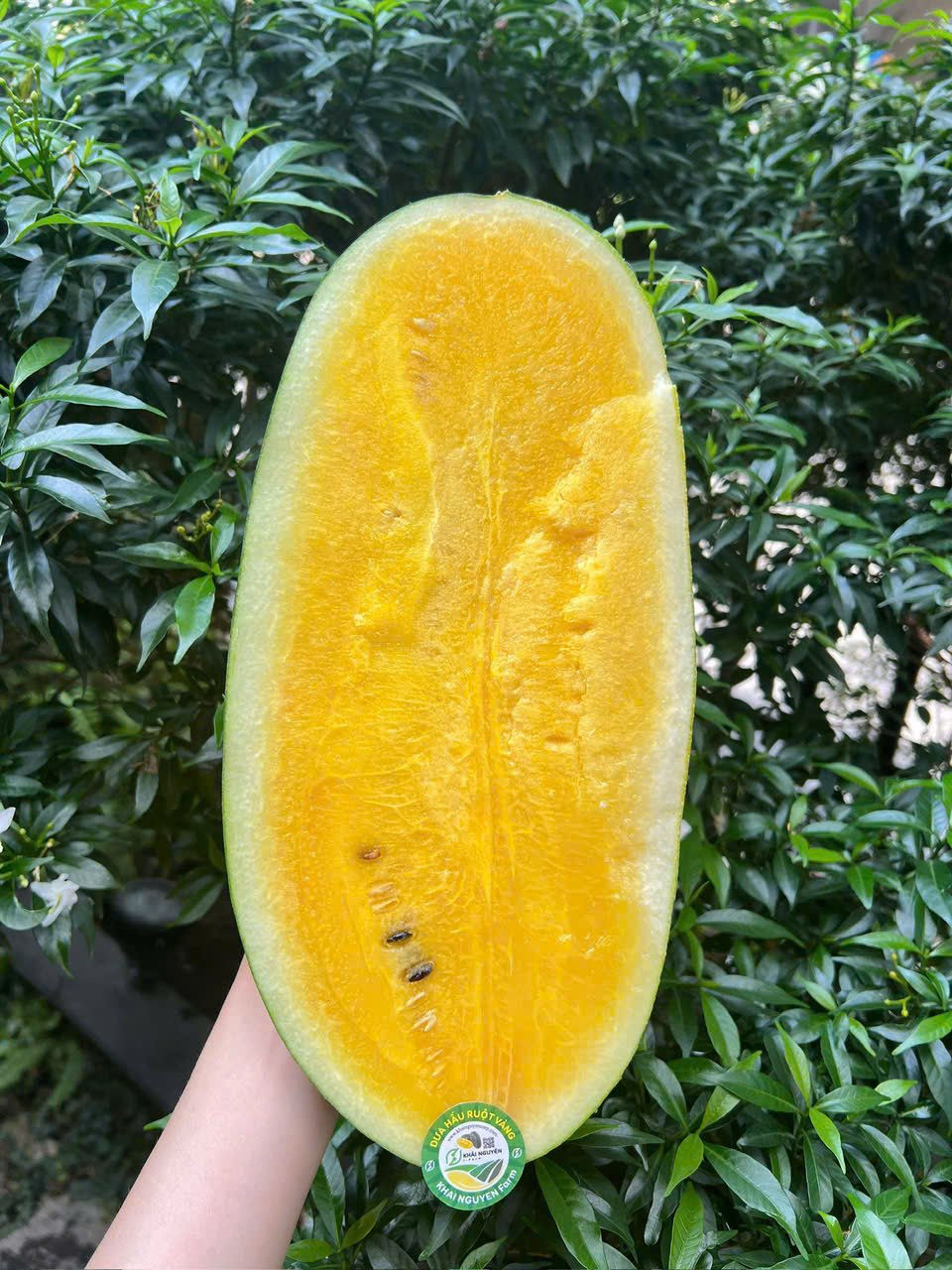 Dưa Hấu Ruột Vàng Vietgap