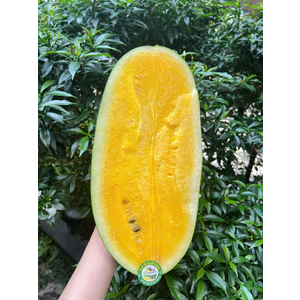Dưa Hấu Ruột Vàng Vietgap
