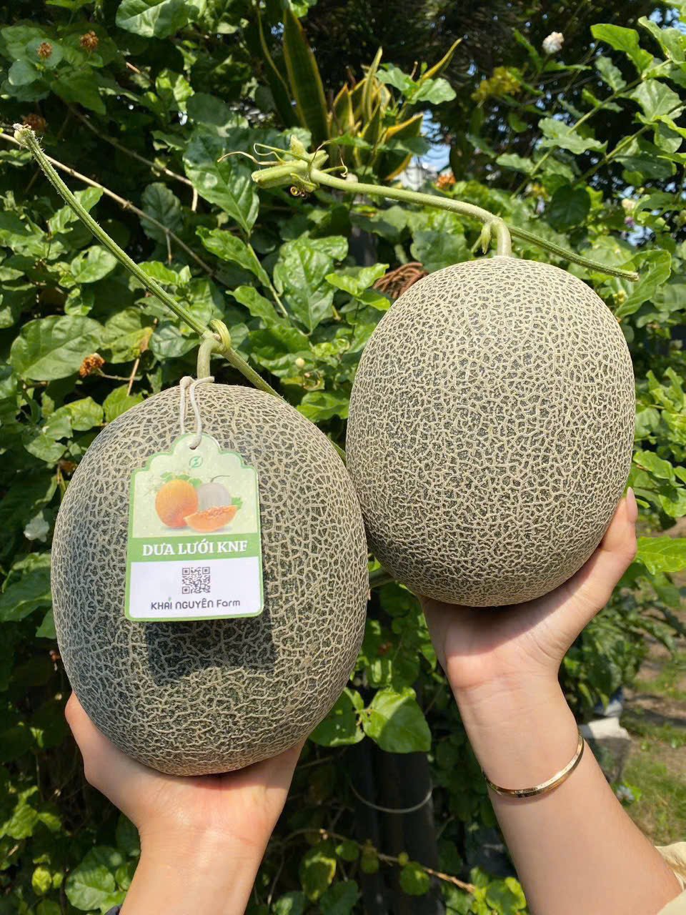 Dưa lưới mật chuyển đổi hữu cơ