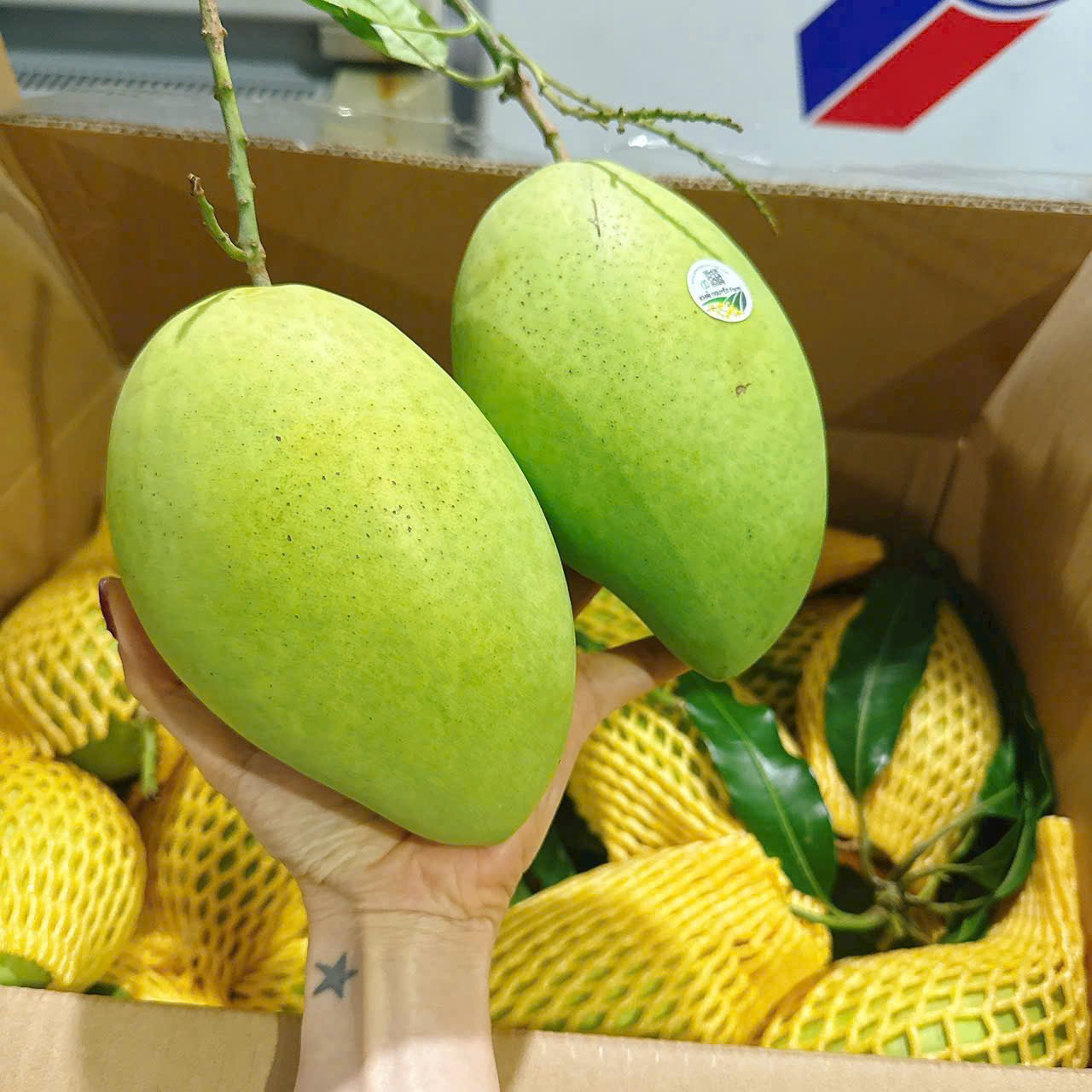 XOÀI CÁT HÒA LỘC VIETGAP