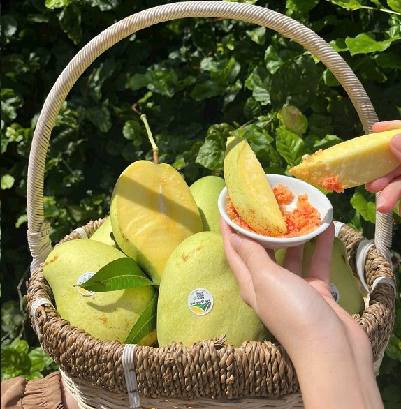 XOÀI TỨ QUÝ HỮU CƠ VIETGAP