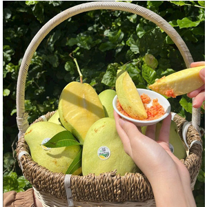 XOÀI TỨ QUÝ HỮU CƠ VIETGAP