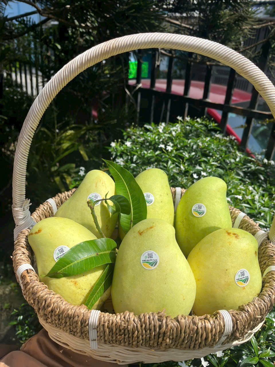 XOÀI TỨ QUÝ HỮU CƠ VIETGAP