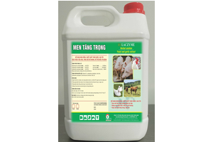 Gà 9 cựa - Gà Đông Tảo