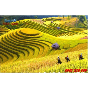 Gạch 3d Ruộng Bậc Thang RBT15