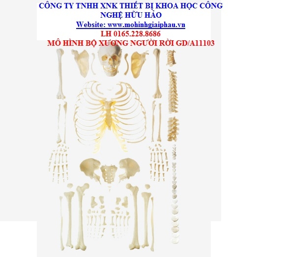 Mô hình bộ xương người rời