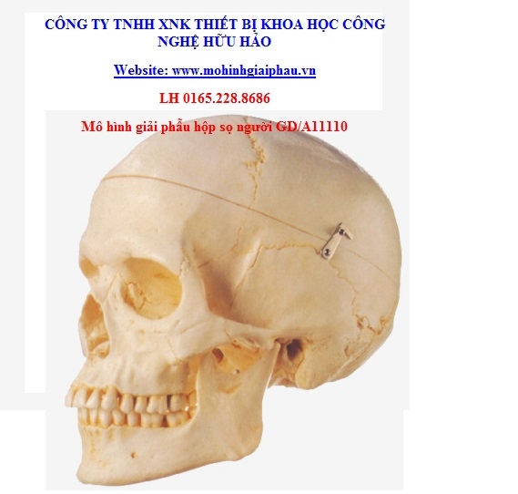 Mô hình giải phẫu hộ sọ