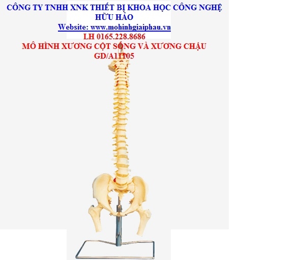 Mô hình xương cột sống với xương chậu và xương đùi GD/A11105
