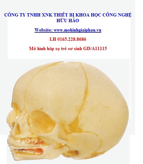 Mô hình giải phẫu hộp sọ trẻ sơ sinh 