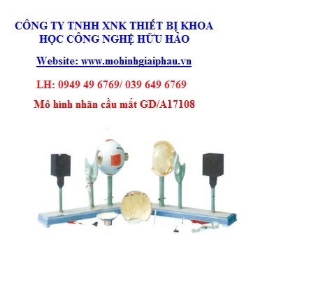 Mô hình nhãn cầu mắt