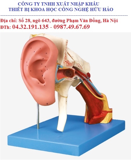 Mô hình giải phẫu tai mở rộng GD/17202