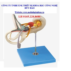 Mô hình đường rối tai trong GD/A17205