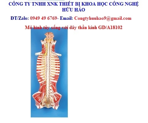 Mô hình tủy sống GD/A18102